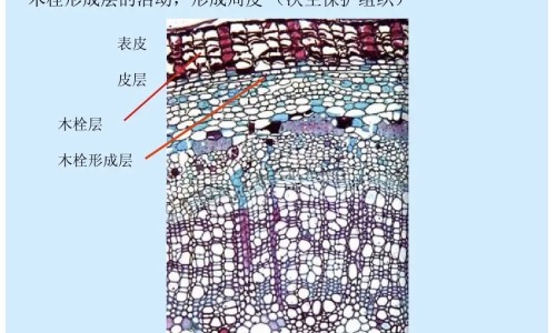 赤芍功效与作用网 - 网站提供赤芍功效与作用小常识、赤芍功效与作用主要治什么病