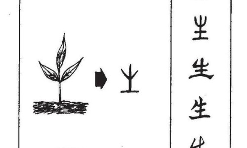 赤芍功效与作用的功效与作用及禁忌症-赤芍功效与作用网 - 网站提供赤芍功效与作用小常识、赤芍功效与作用主要治什么病